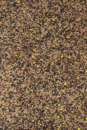 Favourite Mixed Canary