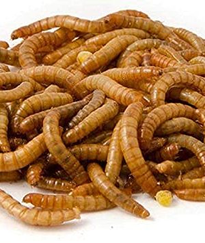 Dried Mealworms